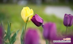 花开花落 郁金香的永恒之爱