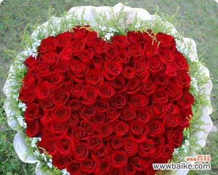 不同颜色的郁金香诠释爱情与美好 花开春天，郁金香花语传情