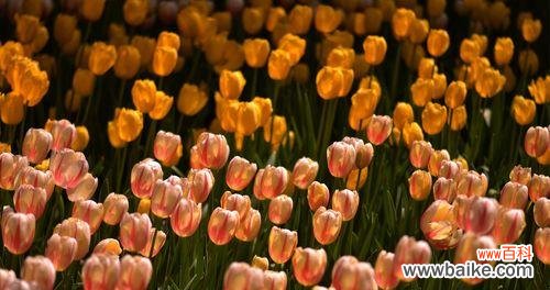 探究郁金香花代表的各种含义与象征 郁金香花的意义与象征