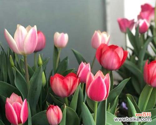 探究郁金香花代表的各种含义与象征 郁金香花的意义与象征