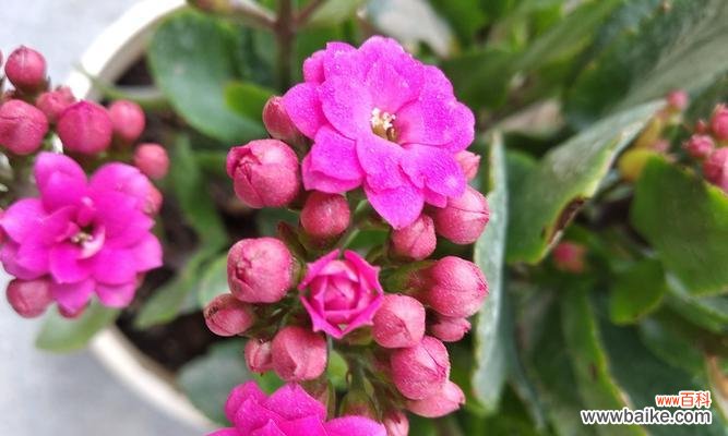 金榜题名花 花开金榜,寓意不凡