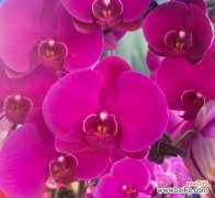 金榜题名花 花开金榜，寓意不凡