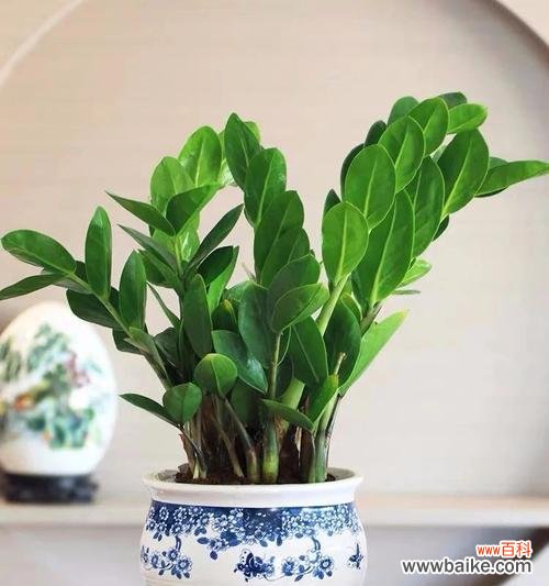 以盆景树为主题 寓意美好的盆景树