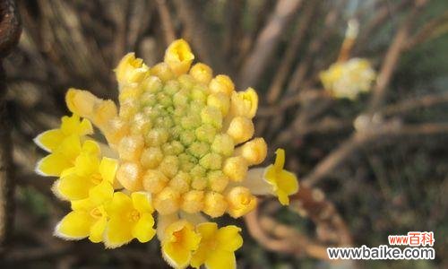 用植物的姿态讲述爱情故事 爱情之树——寓意爱情的树种