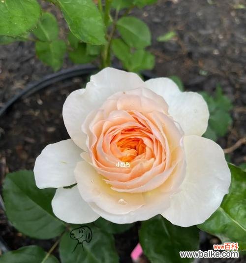 探索月季春化的关键因素与方法 月季春化的意义及过程研究