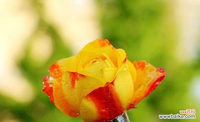 探索月季花的花语和寓意 月季花花语