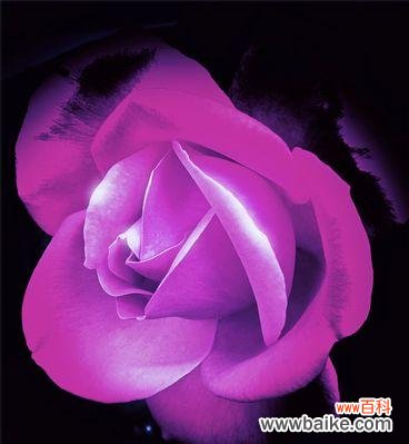 探索月季花的意义和象征 月季花的花语