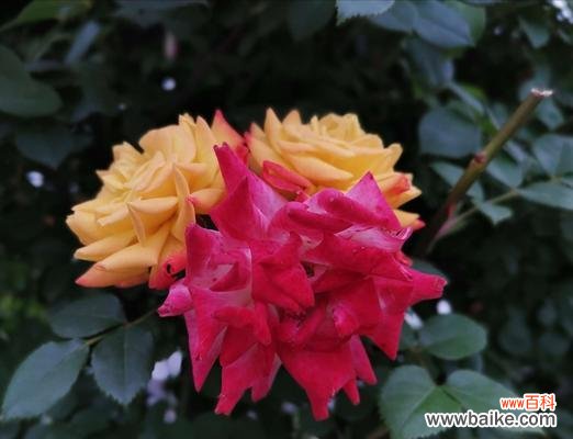 探索月季花的意义和象征 月季花的花语