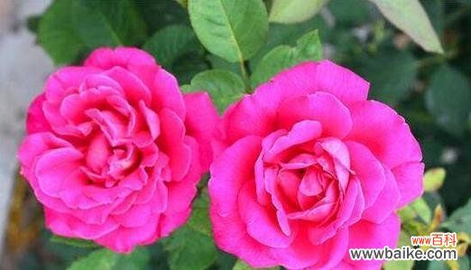 月季花的花色和花语及其 月季花的象征意义及美丽之源