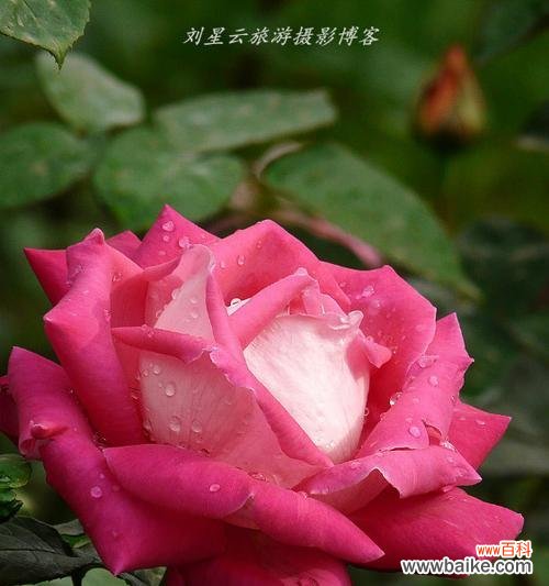 月季花的花色和花语及其 月季花的象征意义及美丽之源