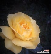 浪漫与坚强的象征 月季花语与传说——寄托真挚的情感与美好的祝愿