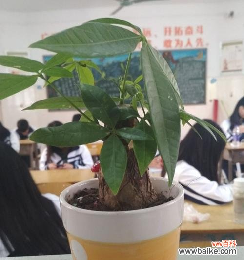 招财树花语的独特寓意及其在生活中的应用 招财树花语象征与寓意-为你带来财富和好运