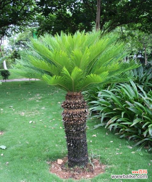 解密铁树开花的关键因素及其象征意义 如何让铁树开花的秘密