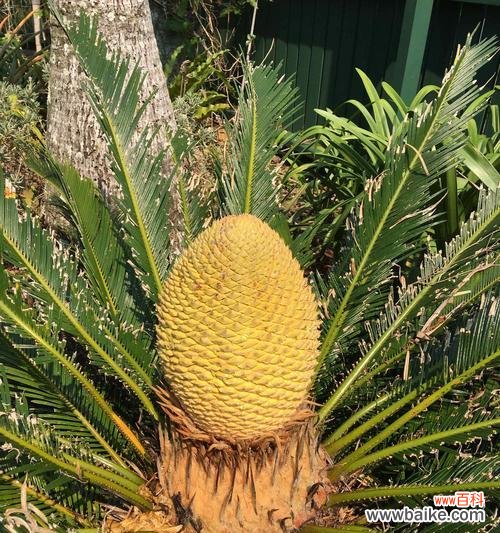 解密铁树开花的关键因素及其象征意义 如何让铁树开花的秘密