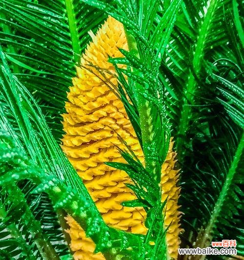 解密铁树开花的关键因素及其象征意义 如何让铁树开花的秘密