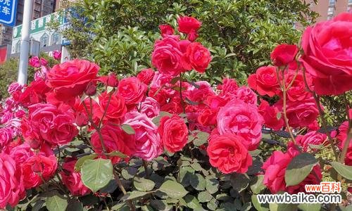 传递情感的花朵 月季花语