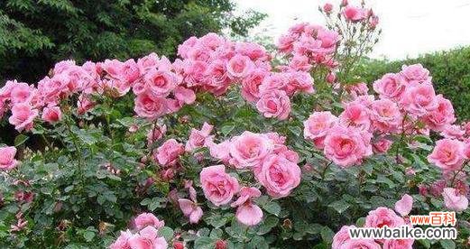 月季花语的丰富内涵与传递之道 月季花语的深意