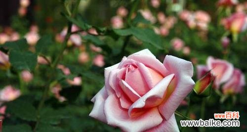 月季花语的丰富内涵与传递之道 月季花语的深意