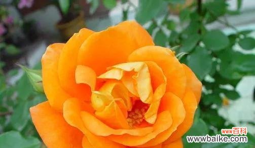 月季花语的丰富内涵与传递之道 月季花语的深意