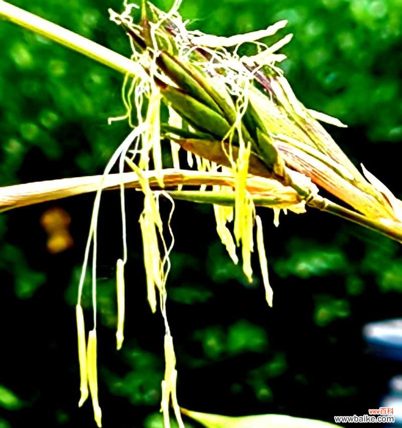 揭开竹子开花的意义与象征 竹子开花的神秘预示