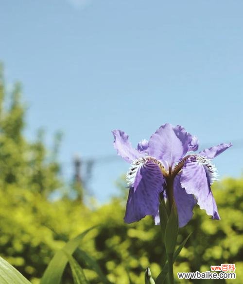 探索竹子花语的深意 竹子花语