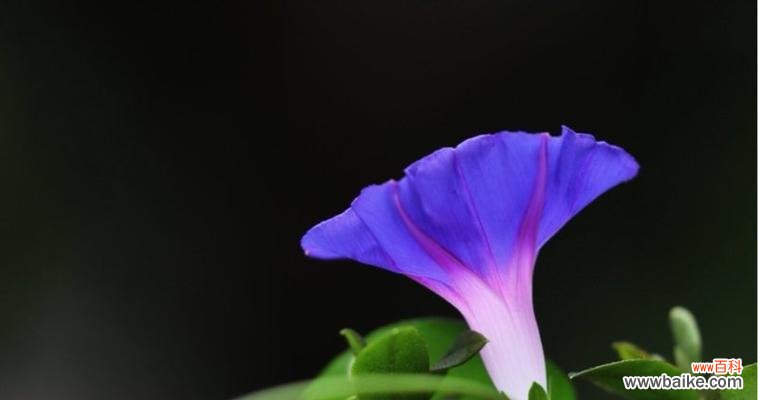 探索竹子花语的深意 竹子花语