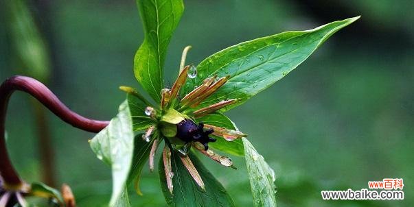 解读重楼花语的深层寓意与象征 以重楼花语代表什么意思