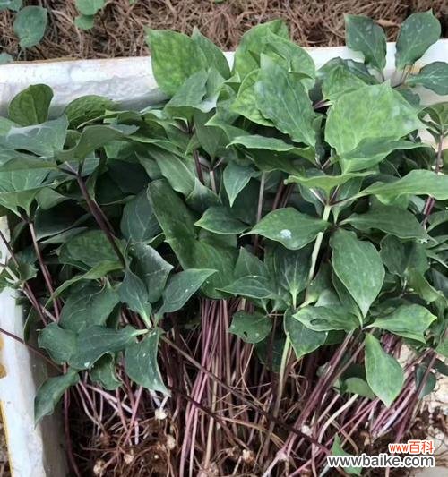 解读重楼花语的深层寓意与象征 以重楼花语代表什么意思