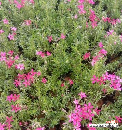 探寻芝樱的浪漫花语及其传承故事 芝樱的花语与名称由来