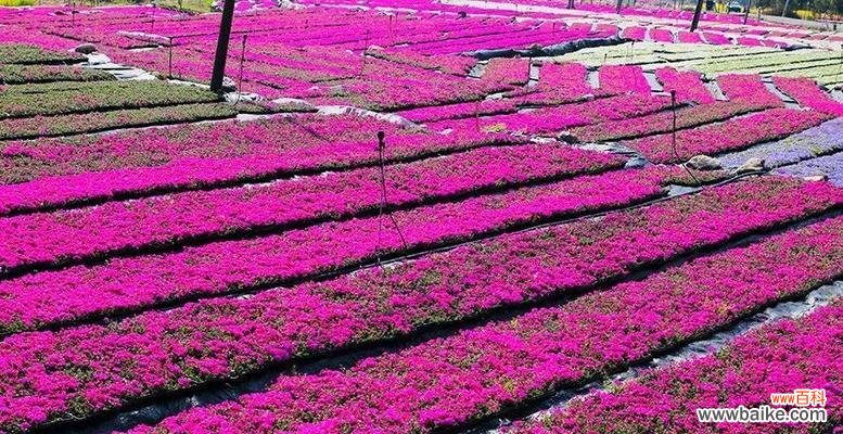 探寻芝樱的浪漫花语及其传承故事 芝樱的花语与名称由来