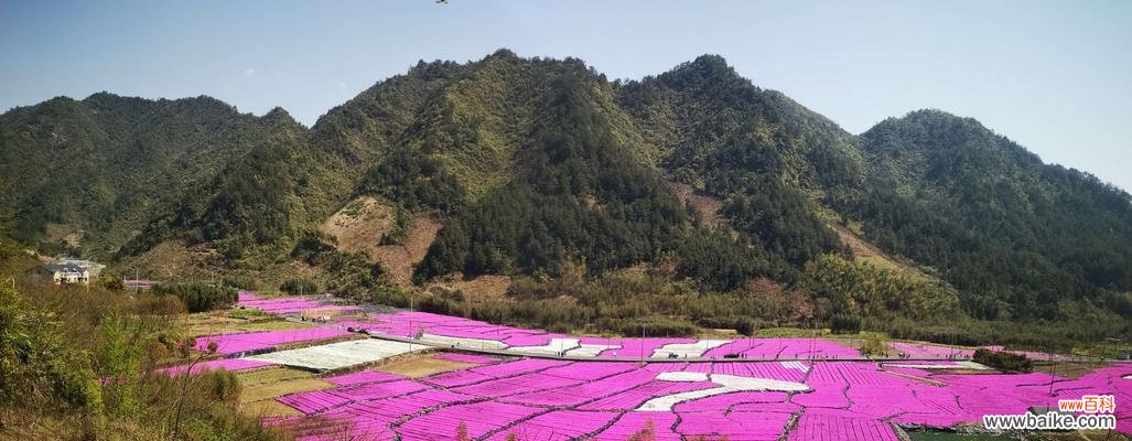 探寻芝樱的浪漫花语及其传承故事 芝樱的花语与名称由来