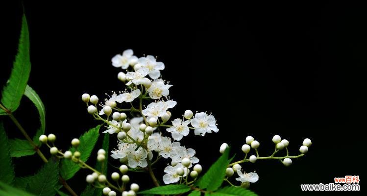 揭示珍珠梅的花语与含义 珍珠梅的花语