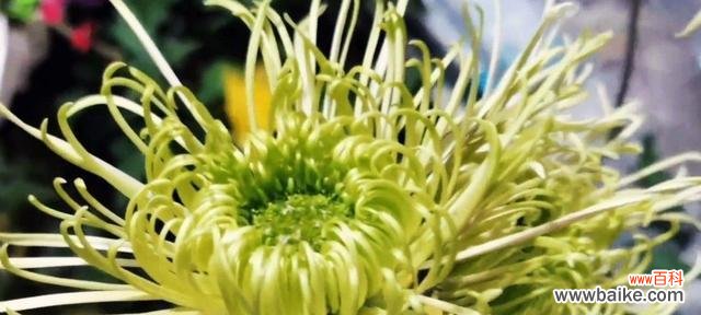 以竹类为象征的人类特质及其价值 竹类