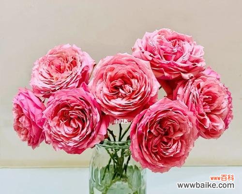 探寻朱丽叶玫瑰花语的历史渊源及寓意 朱丽叶玫瑰花语的神秘与浪漫