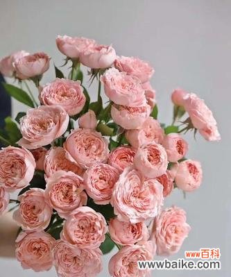 探寻朱丽叶玫瑰花语的历史渊源及寓意 朱丽叶玫瑰花语的神秘与浪漫