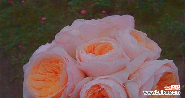 探寻朱丽叶玫瑰花语的历史渊源及寓意 朱丽叶玫瑰花语的神秘与浪漫