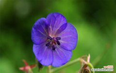 探寻紫罗兰的浪漫与含义 紫罗兰花语传递的深情与希望