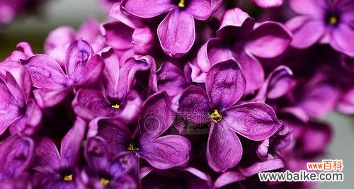 紫色丁香花的花语及寓意解读 紫色丁香花的花语
