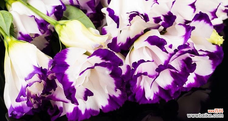 紫色百合花——神秘而高贵的象征 紫色百合花的象征意义与内涵