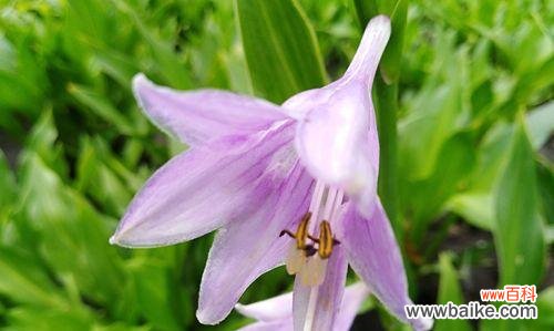 紫色百合花——神秘而高贵的象征 紫色百合花的象征意义与内涵