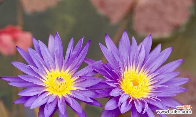 紫色百合花——神秘而高贵的象征 紫色百合花的象征意义与内涵