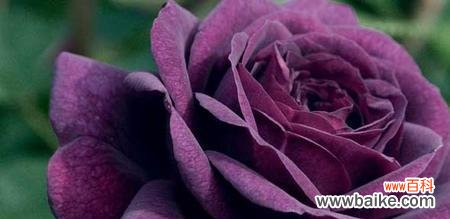 探究紫玫瑰的花语和象征意义 紫玫瑰花语与代表意义