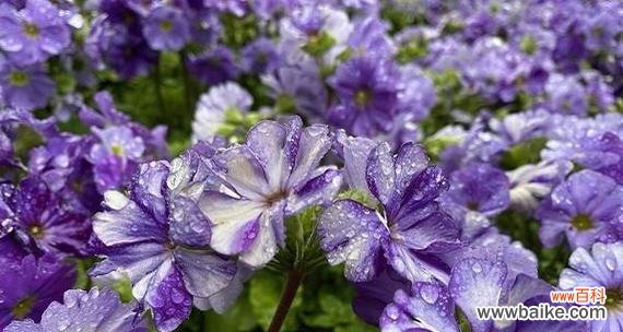 探寻紫罗兰花的花语和意义 紫罗兰花语
