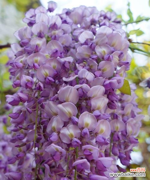 探寻紫藤花的文化内涵与美丽传承 紫藤花的象征意义与美丽之探寻