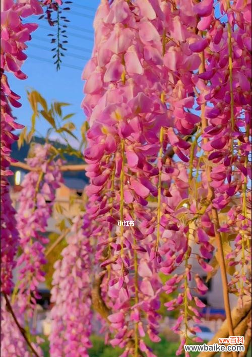 探寻紫藤花的文化内涵与美丽传承 紫藤花的象征意义与美丽之探寻