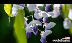 紫藤花的神秘寓意与令人动容的传说 紫藤花的花语和传说故事