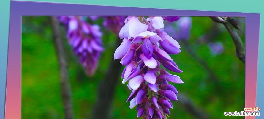 藤萝飘香 紫藤花的花语与传说