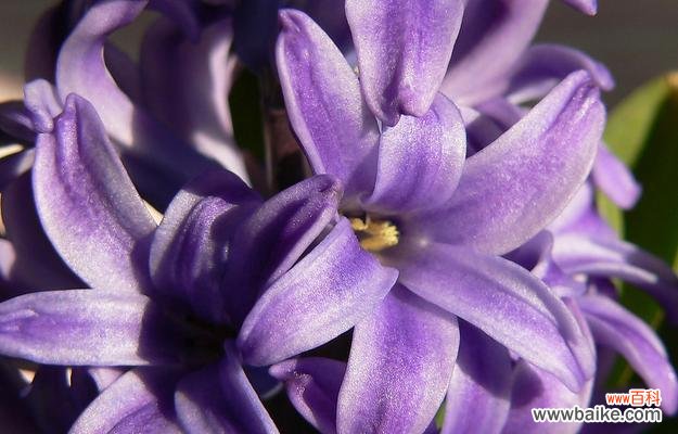 探寻紫色风信子所传达的美好信息 紫色风信子花语的深刻寓意