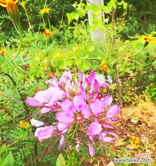 花开如梦 醉蝶花