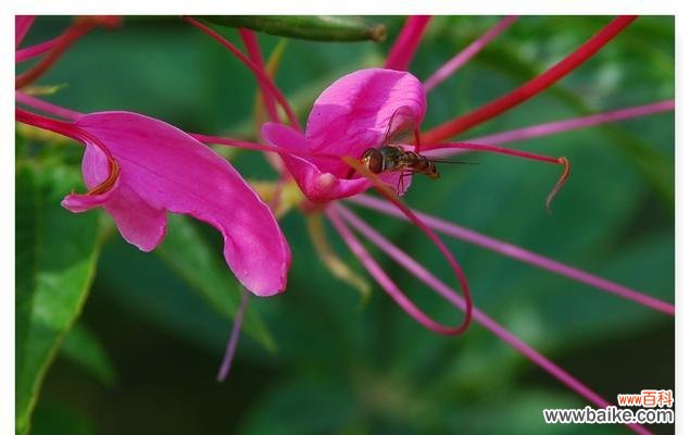花开如梦 醉蝶花